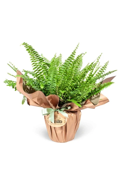 Aşk Merdiveni - Nephrolepis Exaltata ürün görseli 1