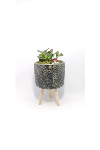 Dekoratif Desenli Saksıda Crassula ürün görseli 1