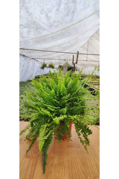 Aşk Merdiveni Fujer Nephrolepis Ev, Salon, Ofis Bitkisi 15 Cm Saksıda ürün görseli 1