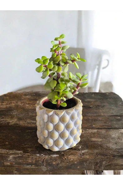 Mini Bonsai para ağacı 5.5 taş saksıda - Resim 3