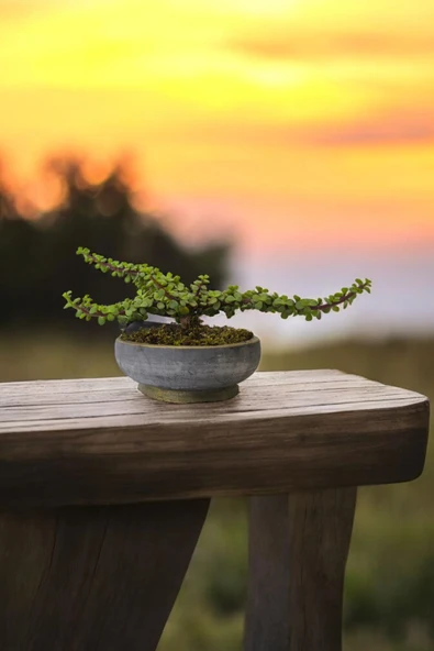 Bonsai Yeşim Ağacı Dekoratif Taş Saksıda ürün görseli 1