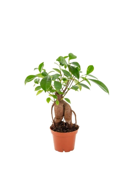 Bonsai Bitkisi - Küçük Bonsai Ağacı - Ficus Microcarpa Ginseng 7cm ürün görseli 1