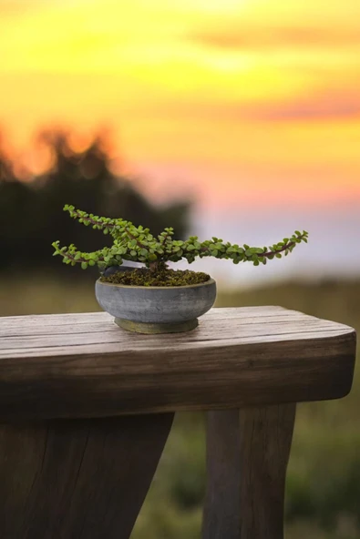 Bonsai Yeşim Ağacı Dekoratif Taş Saksıda ürün görseli 1
