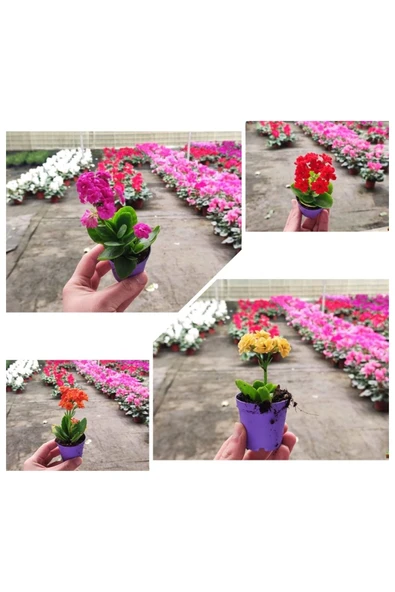 25 Adet Karışık Renklerde Kalanşo Fidöesi Kalanchoe ürün görseli 1