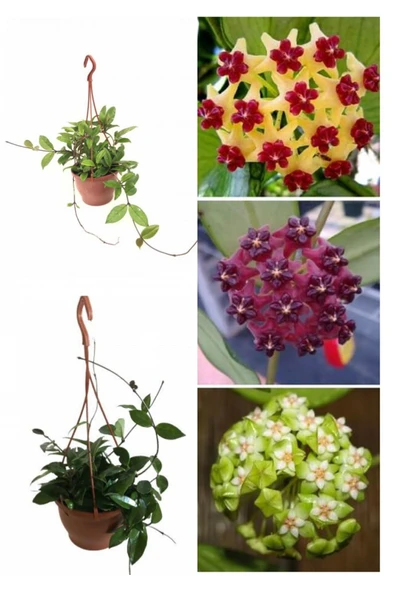 Askılı saksıda mum çiçeği ürün görseli 1