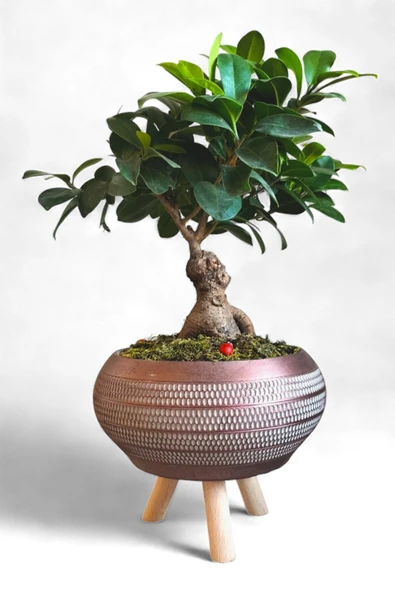 Ficus Ging Seng Bonsai Ayaklı Saksı da ürün görseli 1