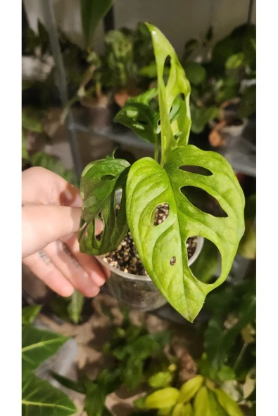 Monstera Adansonii Monkey Mask Deve Tabanı Bitkisi ürün görseli 1