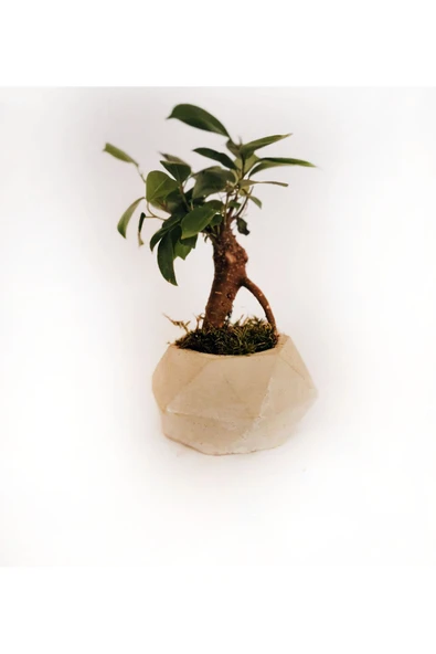 geometrik ficus bonsai ürün görseli 1