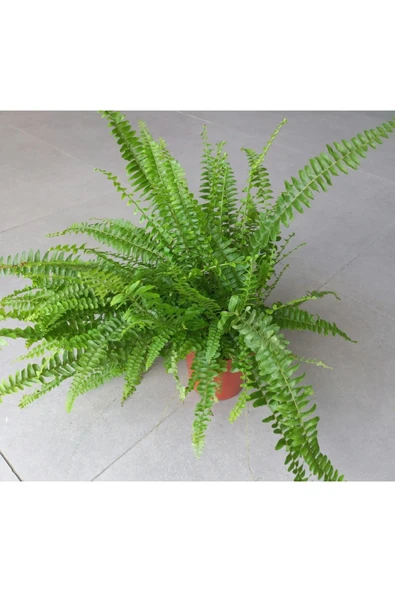 Nephrolepsis (aşk Merdiveni) ürün görseli 1