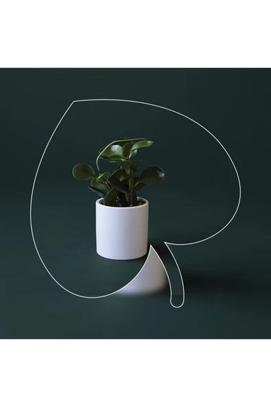 Peperomia Obtusifolia 10.5 Seramik Saksıda ürün görseli 1