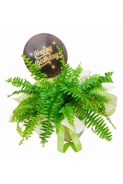Aşk Merdiveni Nephrolepis Yeşil Canlı Bitki Özel Ambalajlı & Dekoratif Bitki & Doğum Günü Kartlı ürün görseli 1