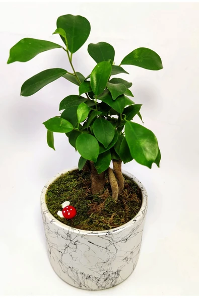 Dekoratif Desenli Saksıda Mini Bonsai - Resim 4