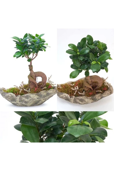 Dekoratif Kayık Saksıda Ficus Ginseng Bonsai ürün görseli 1