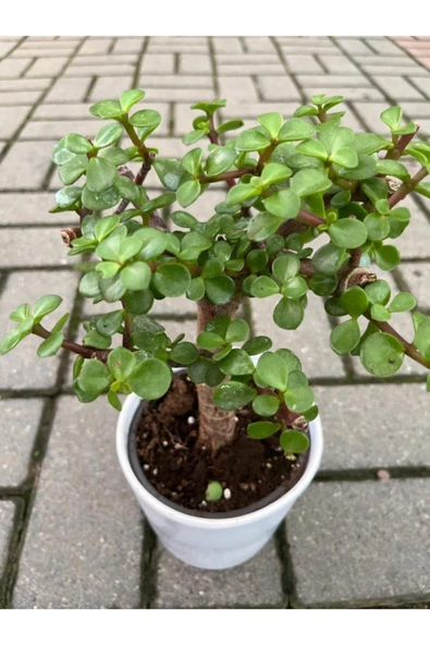 Portulacaria Afra Bonzai - Resim 2