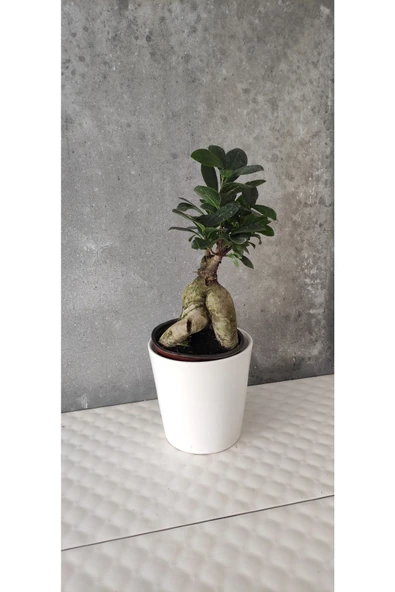 Ficus Bonsai Agacı Seramik Saksıda (peri ) ürün görseli 1