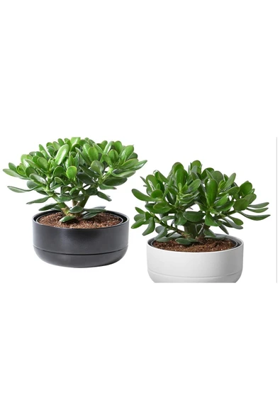 1 Adet Hediyelik Taş Saksıda Para Ağacı Bereket Çiçeği Crassula Ovata ürün görseli 1