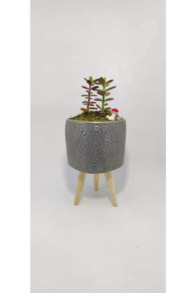 Dekoratif Desenli Saksıda Crassula ürün görseli 1