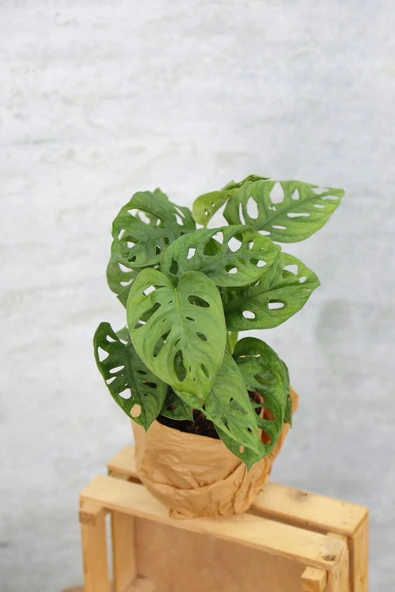 Monstera Adansonii-monstera Monkey Mask-deve Tabanı ürün görseli 1