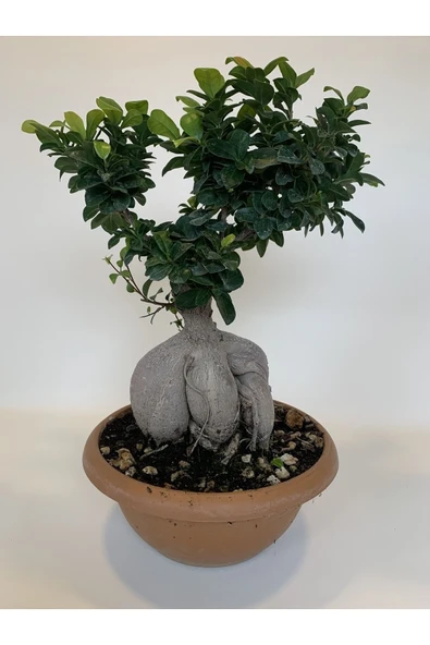 Bonsai Benjamin- Ficus Ginseng Bonsai - Resim 6