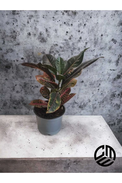 Croton Petra Kroton İthal 30-40 Cm Saksıda Canlı Ev Ofis Salon Bitkisi ürün görseli 1