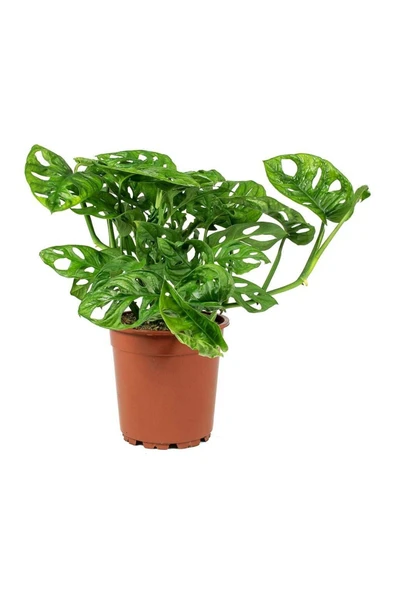 Ithal Monstera Adansonii Monstera Monkey Mask Ithal Deve Tabanı - Resim 2