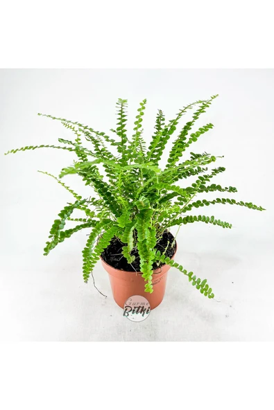 Nephrolepis Exaltata Duffy (12 cm Saksıda) Özel Tür Aşk Merdiveni Eğrelti ürün görseli 1