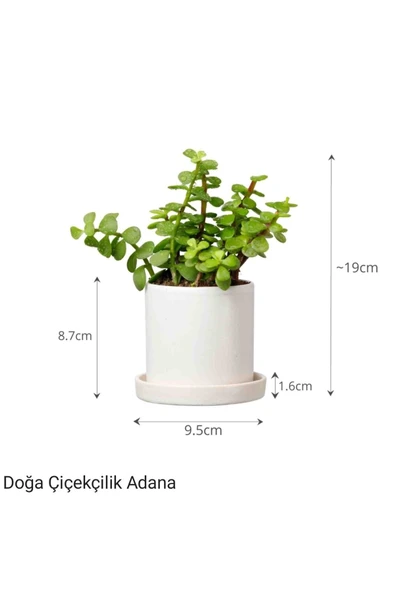 Para Çiçeği Özel Saksıda Afra Portulacaria ürün görseli 1