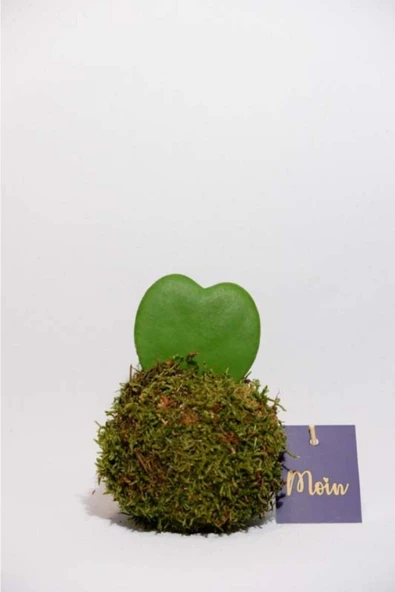 Kokedama Hoya Kerii - Resim 3