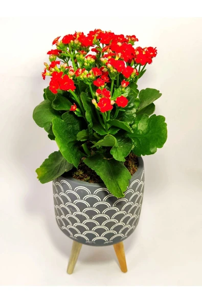 Dekoratif Saksıda Kalanchoe - Resim 2