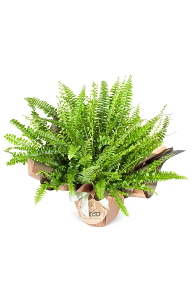 Aşk Merdiveni - Nephrolepis Exaltata - Resim 2