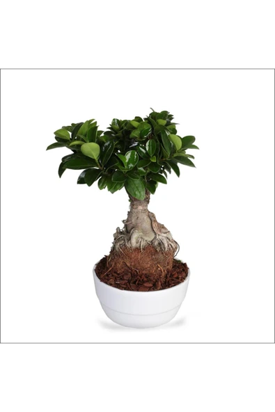 Bonsai Ağacı - Ficus Ginseng (büyük 35-55 Cm) ürün görseli 1