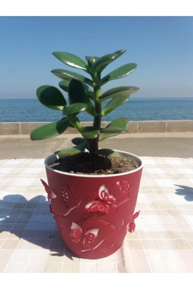 Crassula Ovata- Para Çiçeği- Bereket Bitkisi- 13-18 Cm 8 Aylık ürün görseli 1