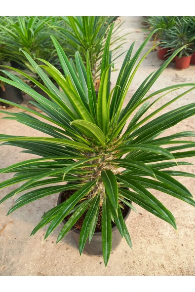 Madagaskar Palmiyesi 40-50 cm Saksılı Bitki - Resim 3