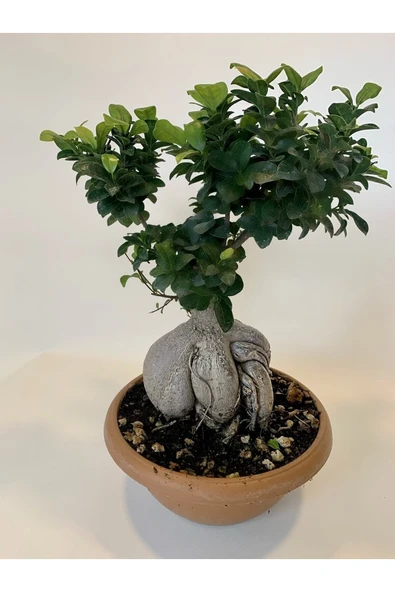 Bonsai Benjamin- Ficus Ginseng Bonsai - Resim 3