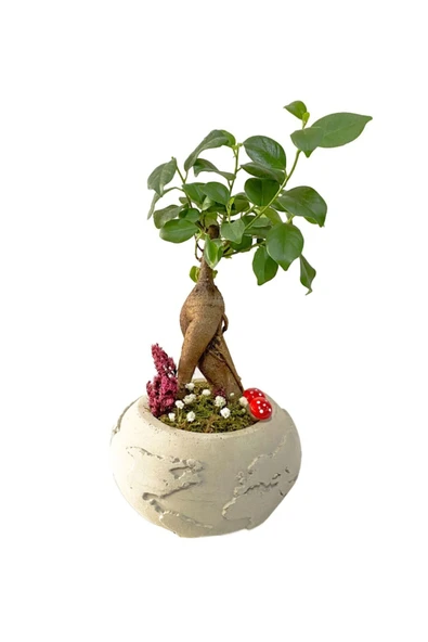 Beton Dünya Saksıda Mini Ficus Ginseng Bonsai ürün görseli 1