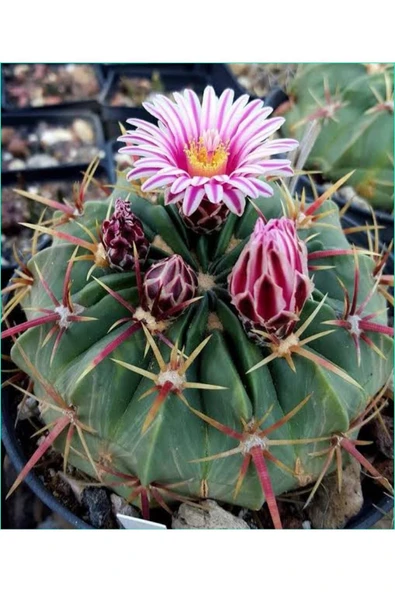 Dev Kupa Da Ferocactus Kaktüs 20 Cm Çap - Resim 2