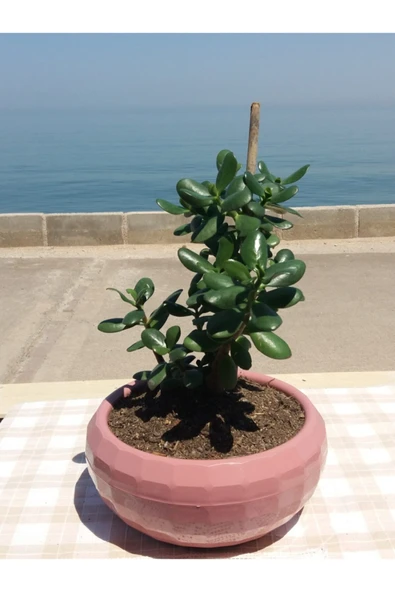 Crassula Ovata- Para Çiçeği- Bereket Bitkisi- 35-45 Cm 1,5 Yaşında ürün görseli 1