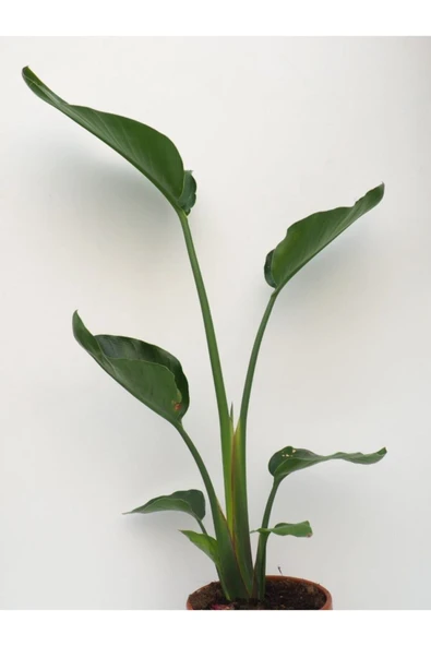 Starliçe Nicolai (40-50cm) ürün görseli 1