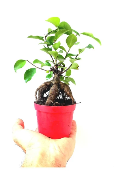 Ficus Ginseng Bonsai 8,5 Saksıda ürün görseli 1