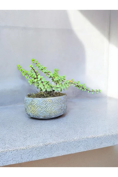Beton Saksıda Afra Bonsai Yeşim Ağacı ürün görseli 1