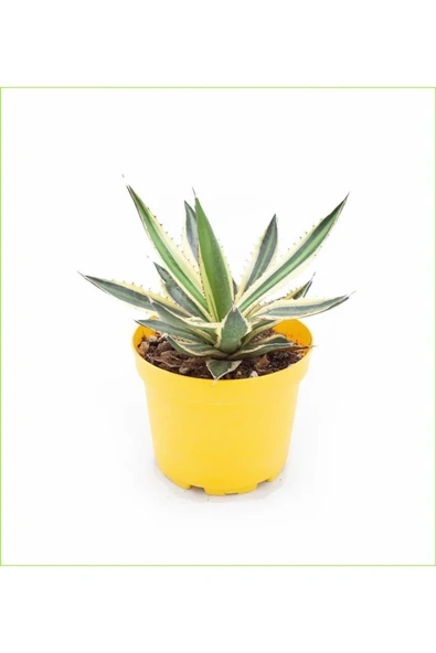 Alacalı Agave 8.5 Saksılı Nmsn ürün görseli 1