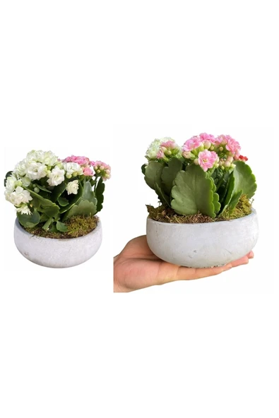 Dekoratif Saksıda Kalanşo Kalanchoe ürün görseli 1