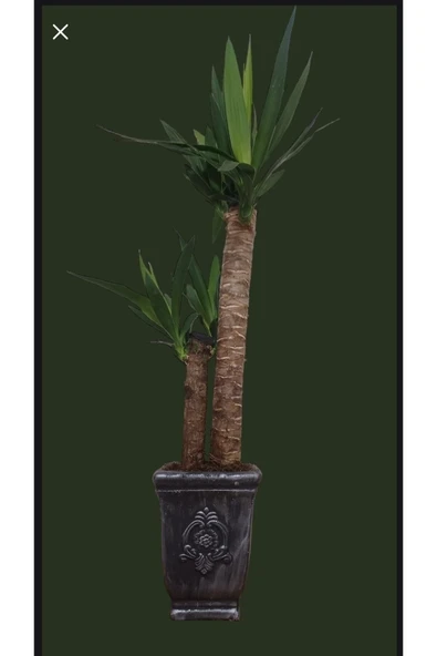 Yucca Dekoratif Beton Saksıda Çift Köklü 70-80 Cm ürün görseli 1