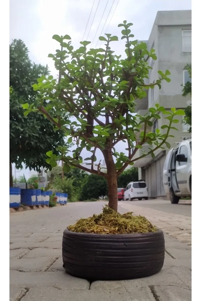 Bonsai Para Ağacı - Para Çiçeği - Bereket Ağacı Dekoratif Saksılı ürün görseli 1
