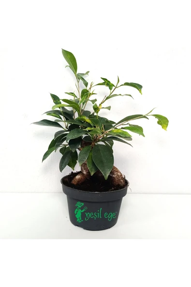 Ficus Bonsai Bitkisi 30 Cm ürün görseli 1
