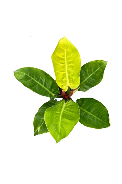 Philodendron Moonlight | 17cm Ø H:60 ürün görseli 1