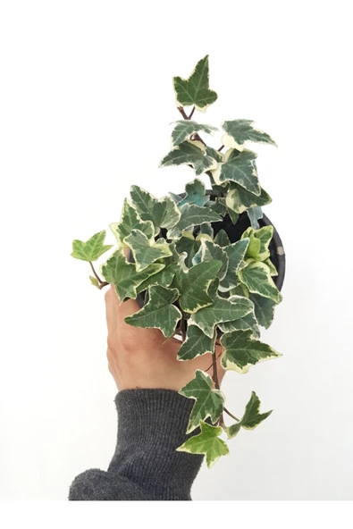 Hedera Helix Eva / Hedera Variegata Alacalı Yapraklı Sarmaşık ürün görseli 1