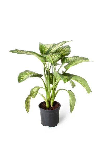 Dieffenbachia Tropic Snow - Yeşil Güzeli - Ev Ofis Salon Iç Mekan Bitkisi - Ø:21 Cm - H:80 Cm ürün görseli 1