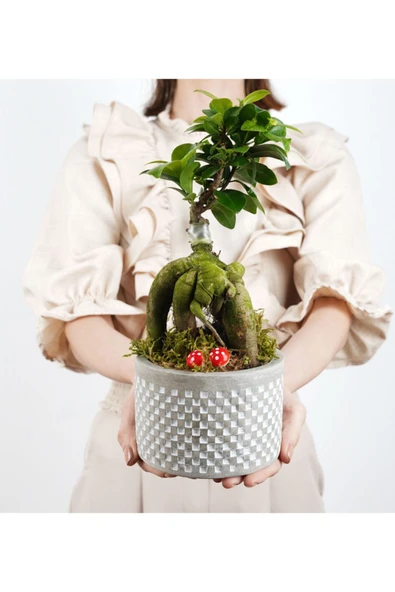 Babil Gb Saksıda Ficus Gienseng Bonsai - Resim 2