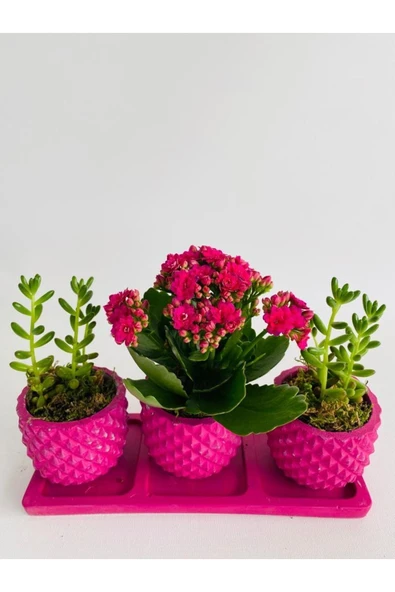 Trio Model Beton Saksıda Kalanchoe Ile Sukulent ürün görseli 1